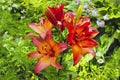 Many flowers and buds of red and orange lilies