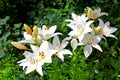 Many flowers and buds of white lilies