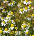 many flowers of chamomile to prepare tisane