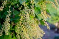 Many flowers of currant with green leaves in the garden. Ribes