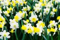 Many flowers of daffodils. Sale of fresh flowers in the store Royalty Free Stock Photo