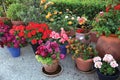 many flowers in a flowerpots at street