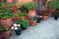 many flowers in a flowerpots at street