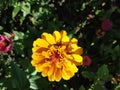 Zinnia Golden Dawn