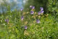 Many flowers of meadow cranesbill {Geranium pratense} bloom on a green meadow in the forest Royalty Free Stock Photo