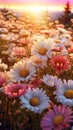 Many_flowers_meadow_daisies_in_field_in_nature_1690444511278_7 Royalty Free Stock Photo