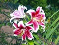 Many flowers of red and white lilies