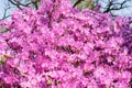 Many flowers of rhododendron bush.