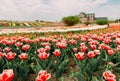 Many flowers rows colored tulips field building