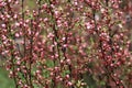 Many flowers on tree branch in nature. Delicate Pink Cherry Blossoms against blurred background.