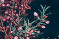 Many flowers on tree branch in nature. Delicate Pink Cherry Blossoms against dark background