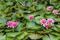 Many flowers on water water lilies. Royalty Free Stock Photo