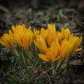 Many flowers of yellow crocuses Royalty Free Stock Photo