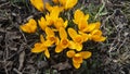 Many flowers of yellow crocuses Royalty Free Stock Photo