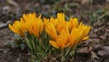 Many flowers of yellow crocuses Royalty Free Stock Photo