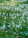 Dandelions cover grass field Royalty Free Stock Photo