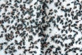 Many fly and Dirty insect and dead fly or carrion of fly on whit Royalty Free Stock Photo