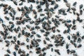 Many fly and Dirty insect and dead fly or carrion of fly on whit Royalty Free Stock Photo