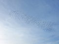 Group flying birds, Lithuania Royalty Free Stock Photo