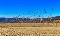 Protected birds beach sanctuary Santa Monica California