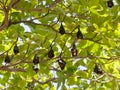 Many flying foxes