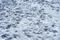 Many footprints in the snow