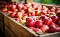 Many fresh apple in wooden boxes. Farmers market Royalty Free Stock Photo