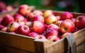 Many fresh apple in wooden boxes. Farmers market Royalty Free Stock Photo