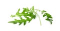 Many fresh arugula leaves isolated on white Royalty Free Stock Photo