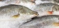 Many fresh Asian seabass, giant seaperch, barramundi or silver seaperch fish freezing on ice at seafood market or supermarket. Royalty Free Stock Photo