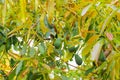 Many fresh avocado fruits on the tree Royalty Free Stock Photo