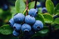Many fresh blueberries - Generative AI