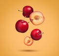Many fresh cherry plums falling on orange background Royalty Free Stock Photo