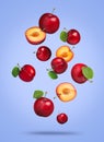 Many fresh cherry plums falling on violet blue background Royalty Free Stock Photo