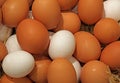 Many fresh chicken eggs just collected in the farm Royalty Free Stock Photo