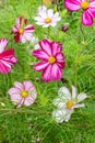 Many fresh Cosmos bipinnatus flowers in a decorative garden Nature Vertical Royalty Free Stock Photo