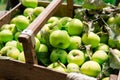 Many fresh green apples with leaves in a wooden basket. Natural products Royalty Free Stock Photo