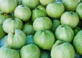 Many fresh green guava in Thailand