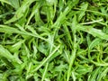 many fresh green leaves of rocket herb close up