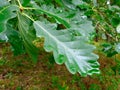 Fresh green oak tree leaves Royalty Free Stock Photo