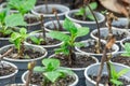 Many fresh green seedlings growing in flowerpot in greenhouse. Royalty Free Stock Photo