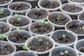 Many fresh green seedlings growing in flowerpot in greenhouse. Row of houseplants Royalty Free Stock Photo