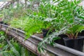 Many fresh green seedlings growing in flowerpot in greenhouse. Row of houseplants Royalty Free Stock Photo