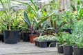 Many fresh green seedlings growing in flowerpot in greenhouse. Row of houseplants Royalty Free Stock Photo