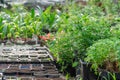 Many fresh green seedlings growing in flowerpot in greenhouse. Row of houseplants Royalty Free Stock Photo