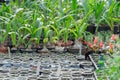 Many fresh green seedlings growing in flowerpot in greenhouse. Row of houseplants Royalty Free Stock Photo