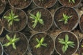 Many fresh green seedlings growing in pots with soil Royalty Free Stock Photo