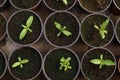 Many fresh green seedlings growing in pots with soil Royalty Free Stock Photo