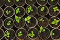 Many fresh green seedlings growing in pots with soil Royalty Free Stock Photo