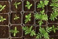 Many fresh green seedlings growing in pots with soil Royalty Free Stock Photo